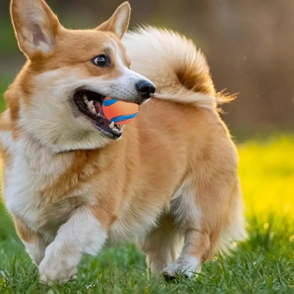 Fetch Toy Ball for Dog